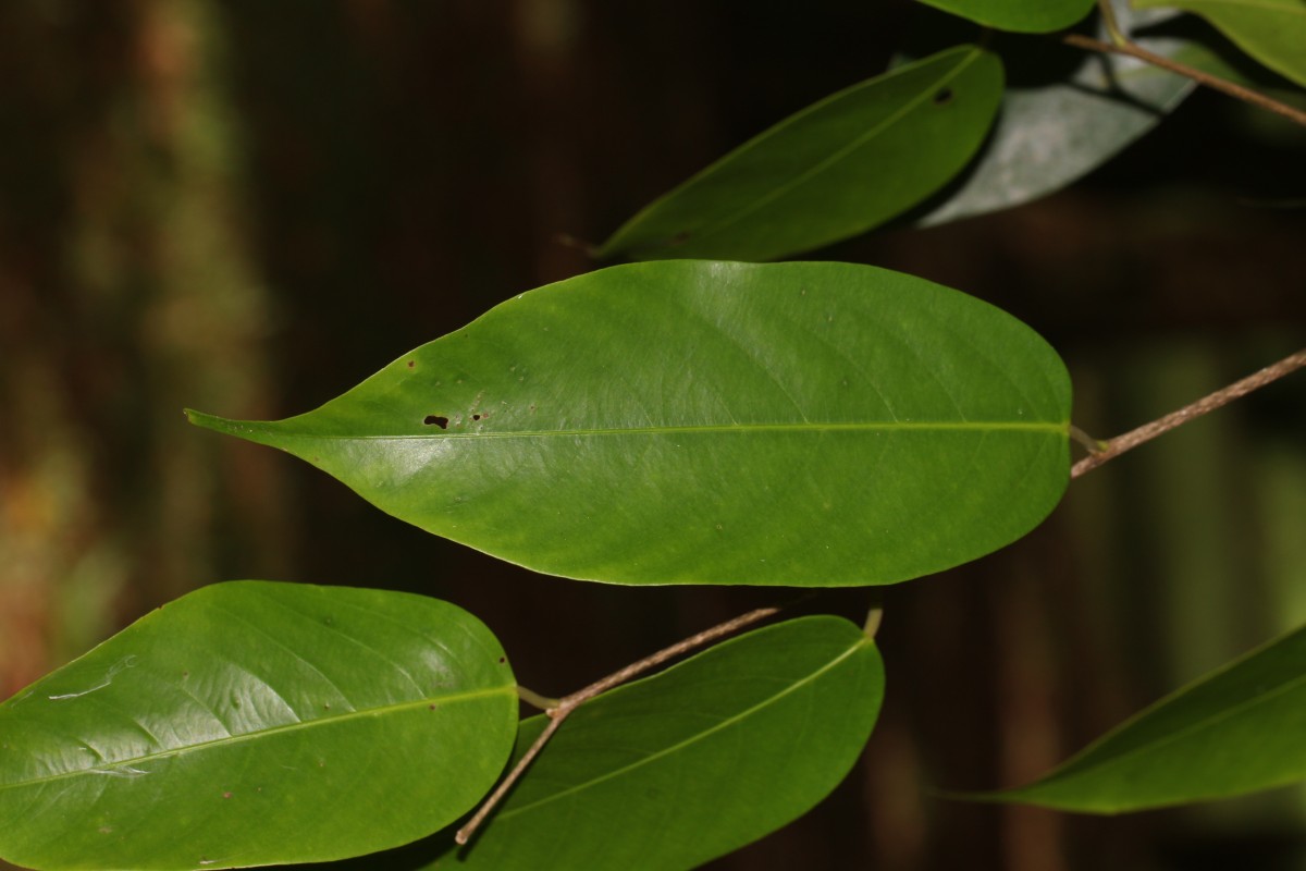 Doona cordifolia Thwaites